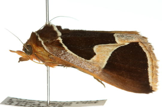 Image of <i>Xenogenes miranda</i>