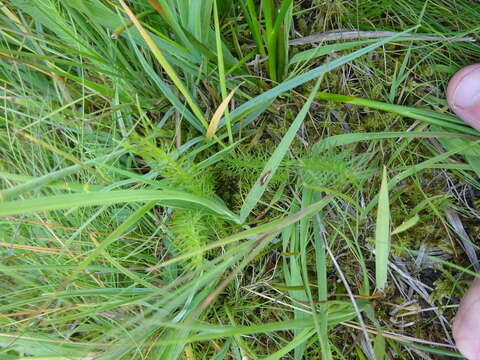 Image of Carum verticillatum (L.) W. D. J. Koch