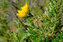 Image of Berkheya chamaepeuce (S. Moore) Roessler