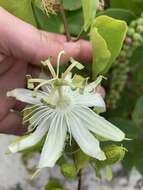 Imagem de Passiflora pectinata Griseb.