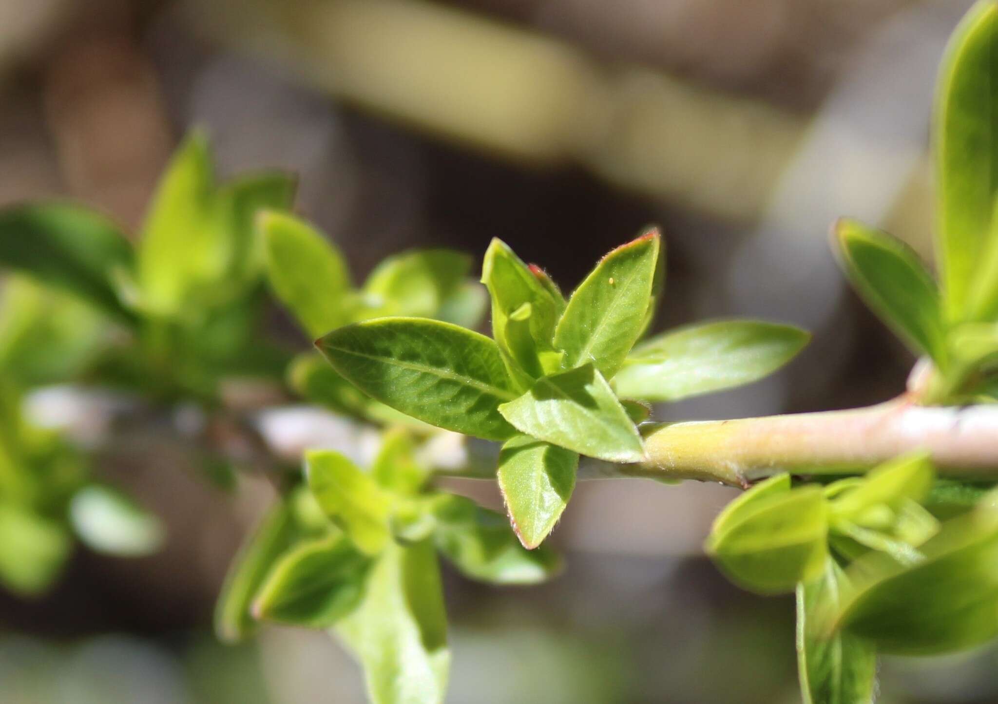 Imagem de Salix irrorata Anderss.