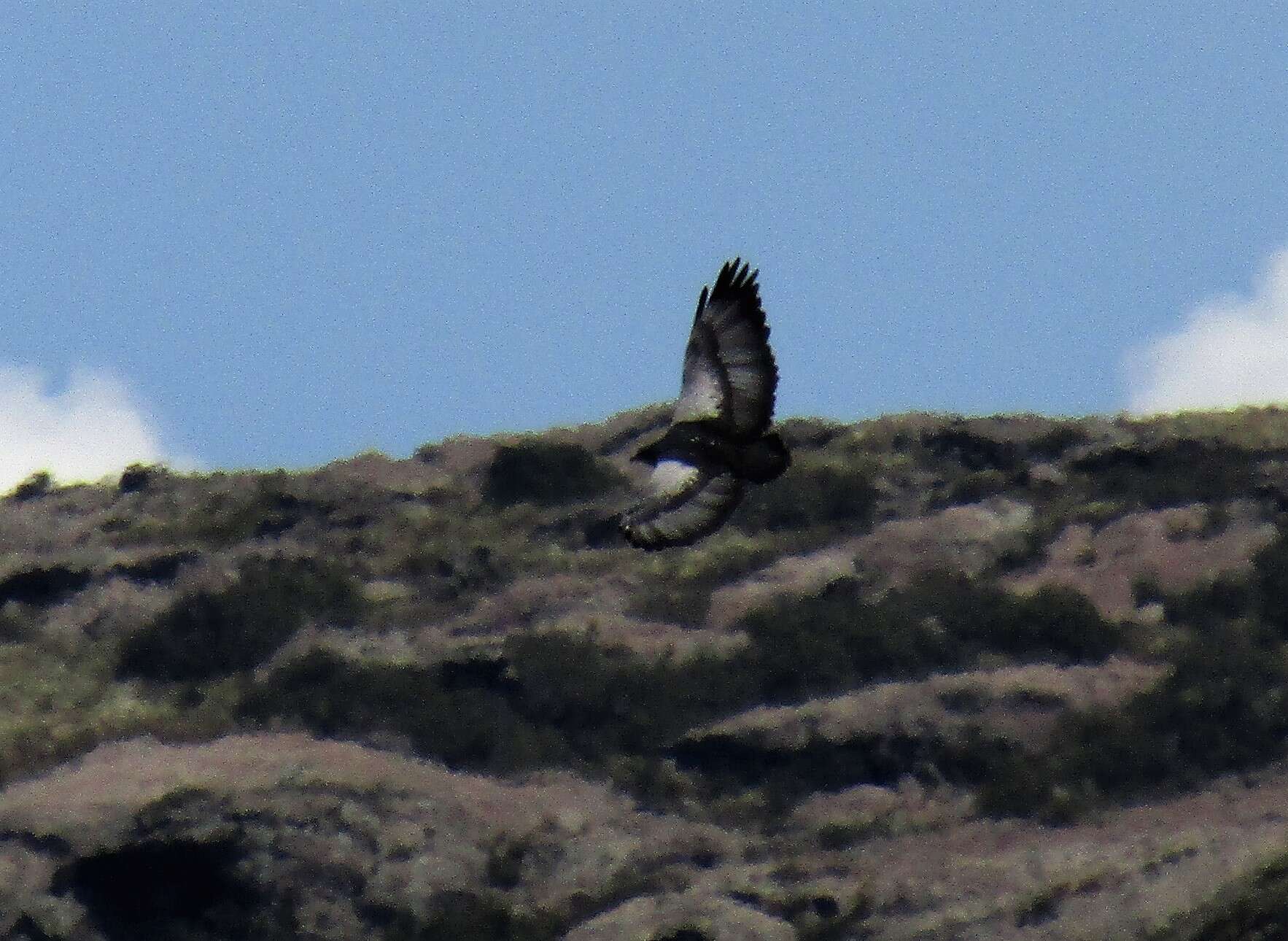 Image of Black-chested Buzzard-Eagle