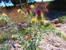 Image of Cirsium rhaphilepis (Hemsl.) Petr.