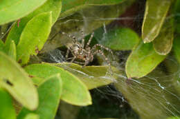 Image of Allagelena opulenta (L. Koch 1878)