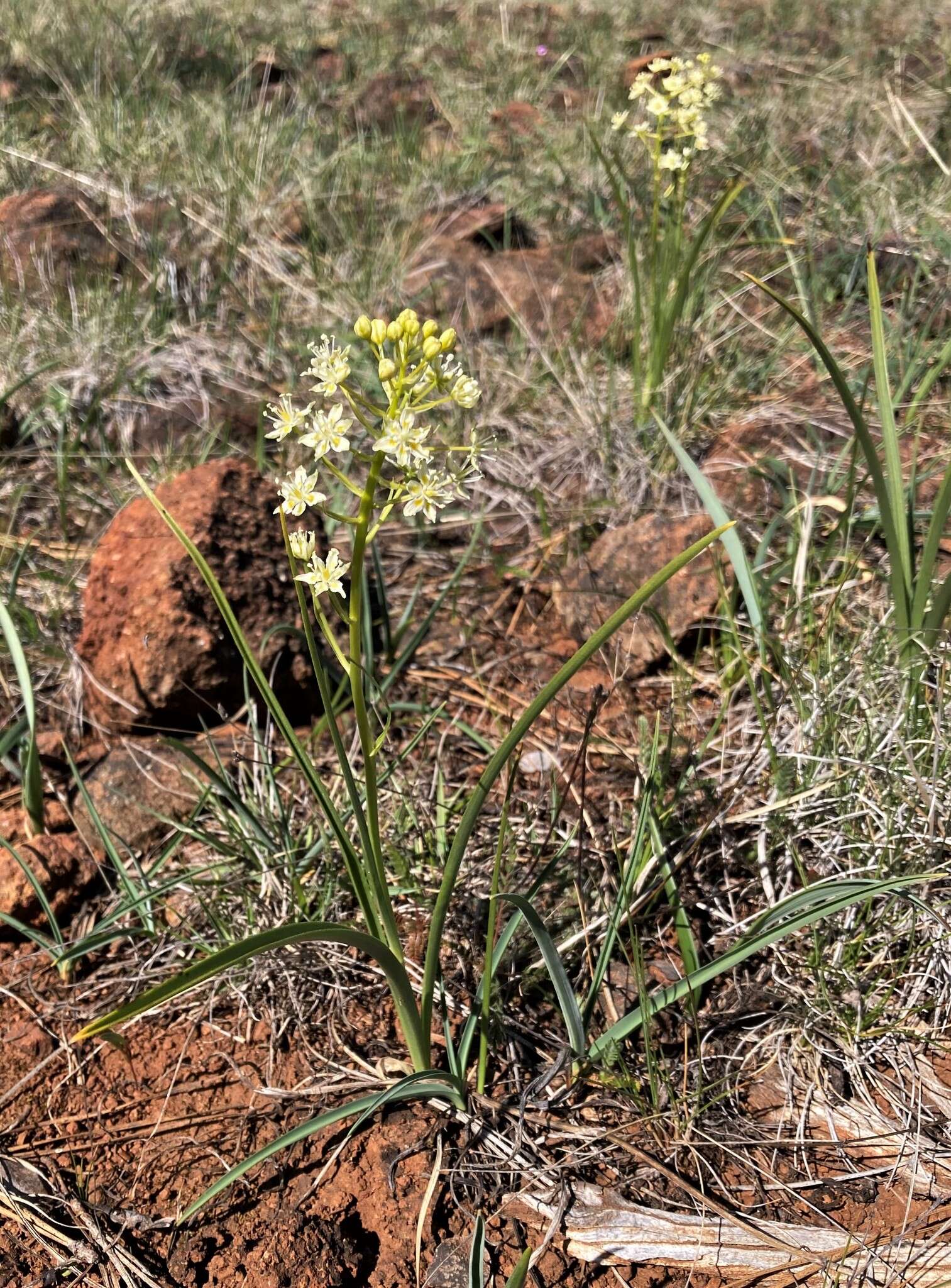 Image of Small-Flower Poison Camas