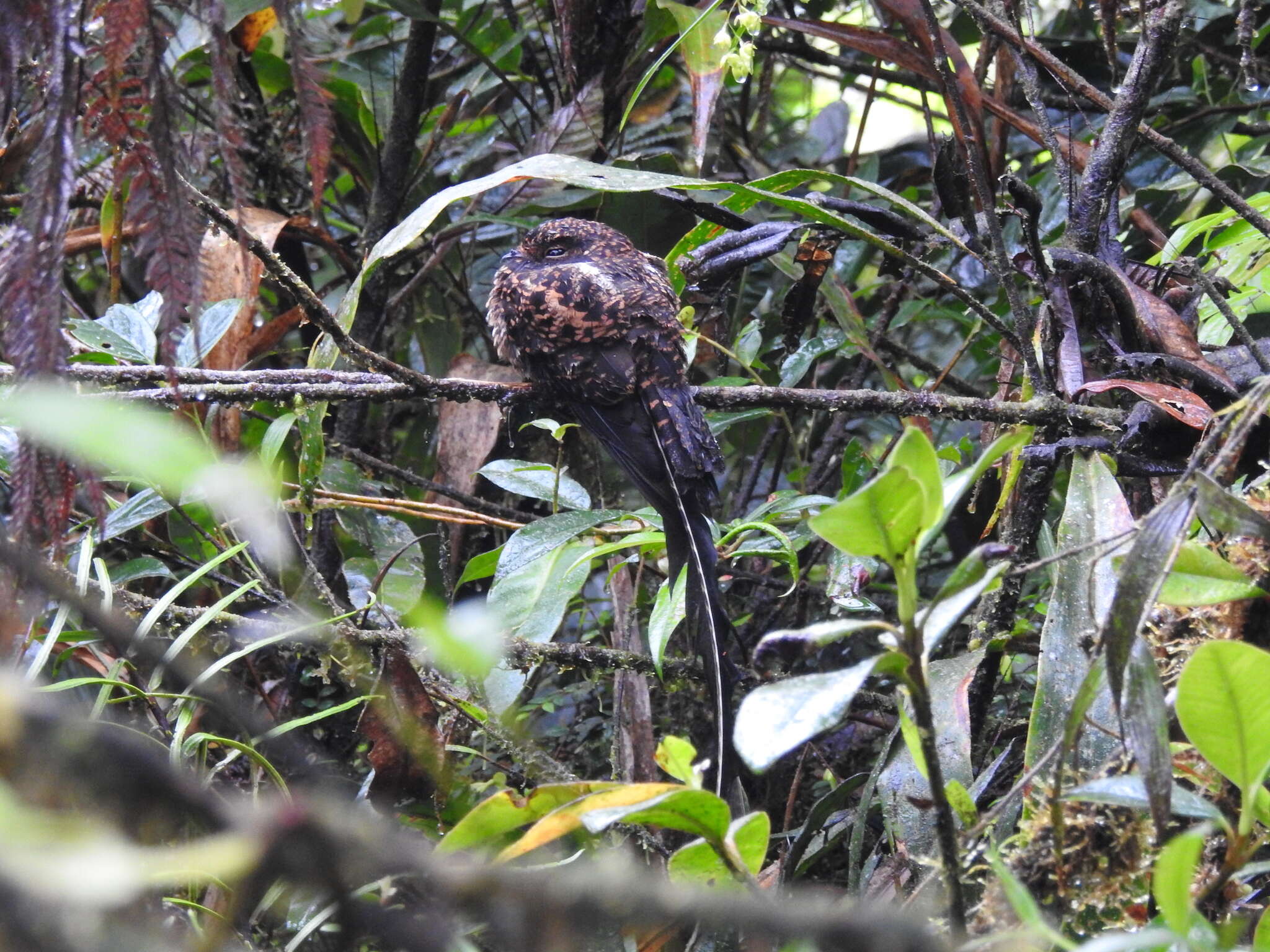 Image of Swallow-tailed Nightjar