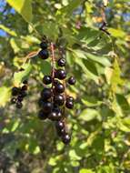 Imagem de Prunus virginiana var. melanocarpa (A. Nels.) Taylor & Mac Bryde