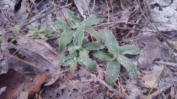 Image of zigzag silkgrass