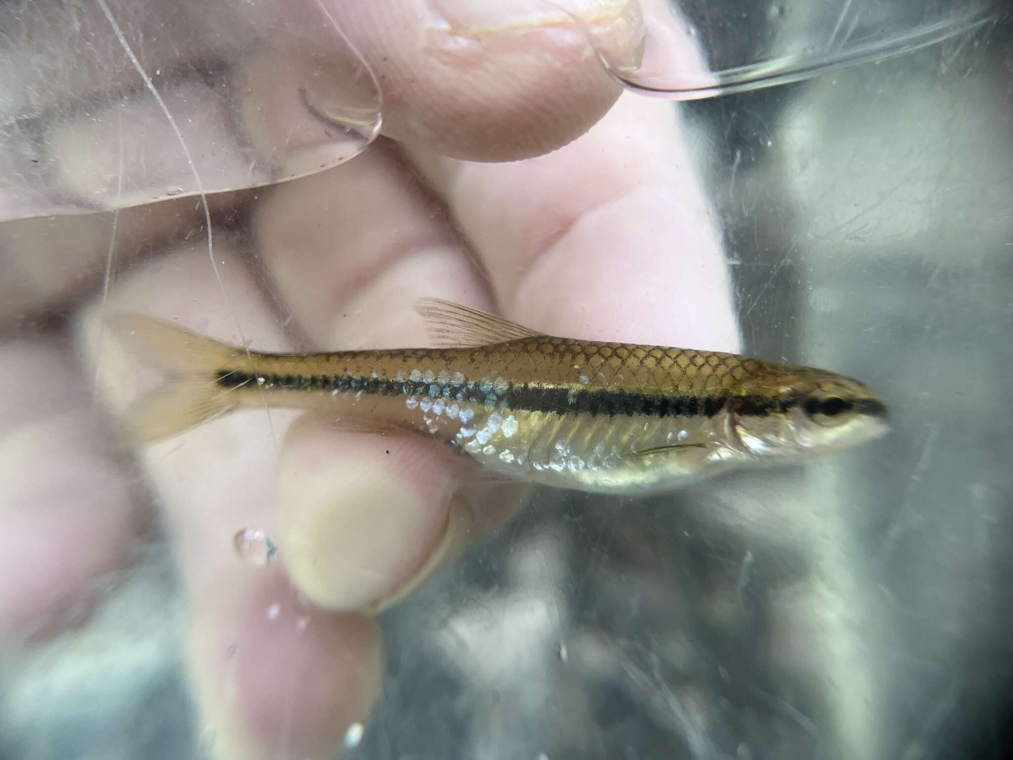 Image of Bridle Shiner