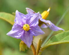 Image de Solanum campylacanthum subsp. campylacanthum