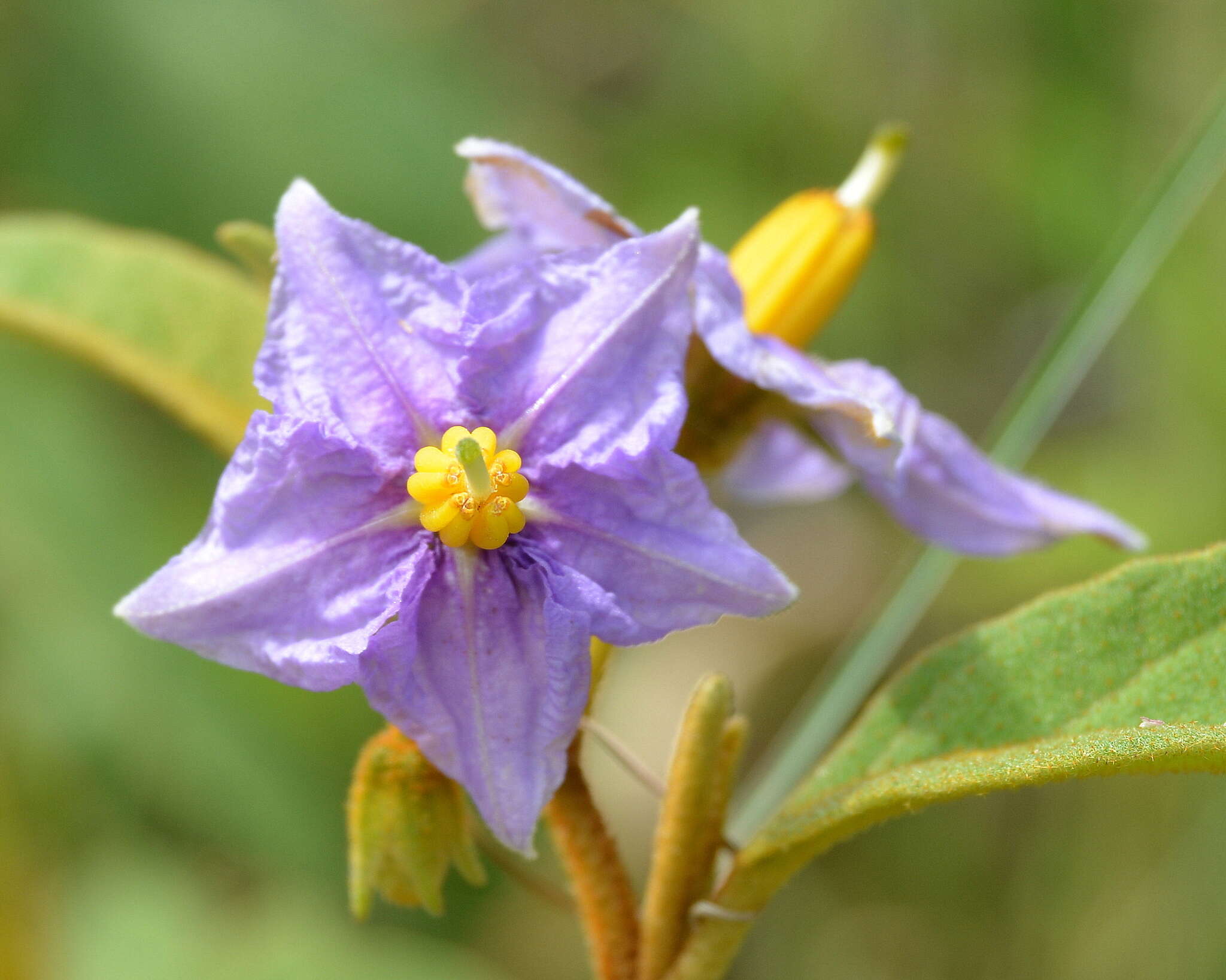 Image de Solanum campylacanthum subsp. campylacanthum