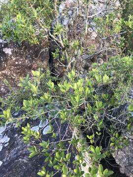 Image of Lithraea brasiliensis March.