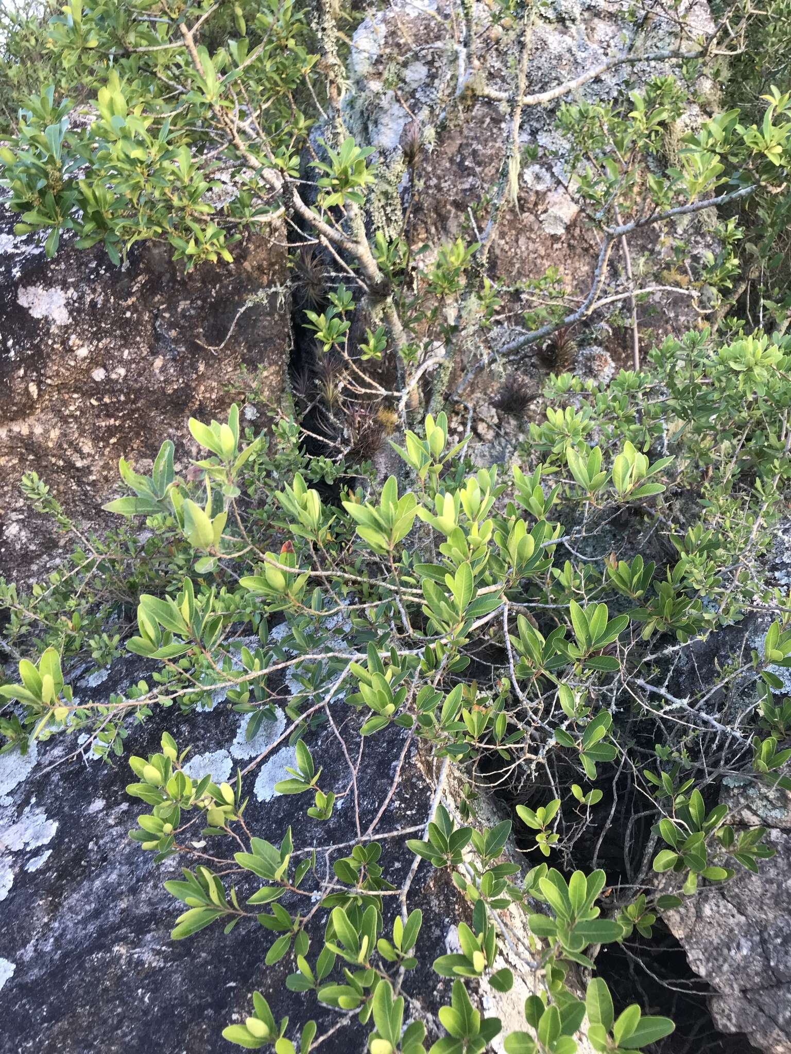 Image de Lithraea brasiliensis March.