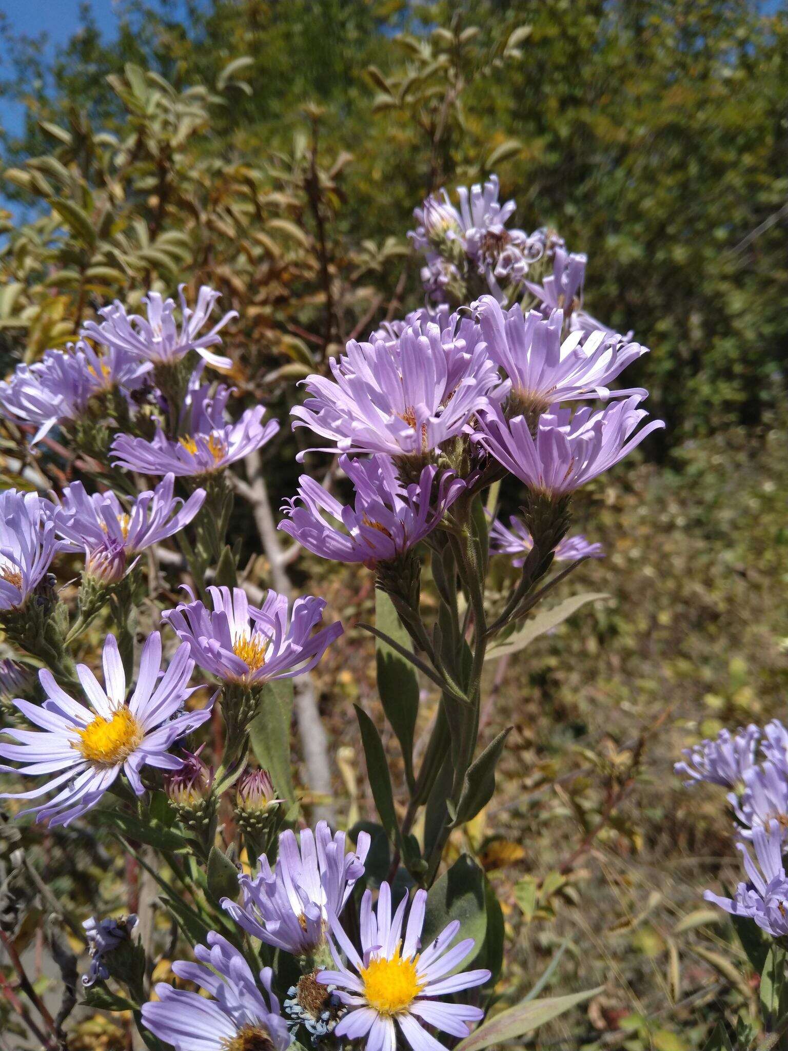 Image of Jessica's aster