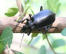 Sivun Calosoma (Caminara) olivieri Dejean 1831 kuva