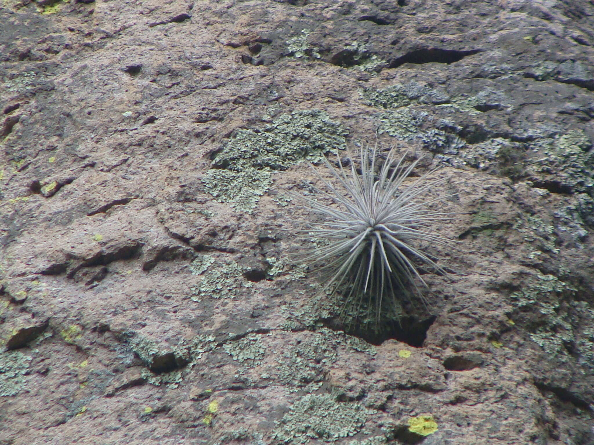 Image of Tillandsia atroviridipetala Matuda