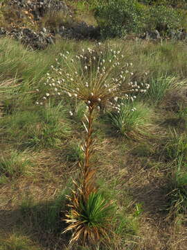 Image of Paepalanthus chiquitensis Herzog