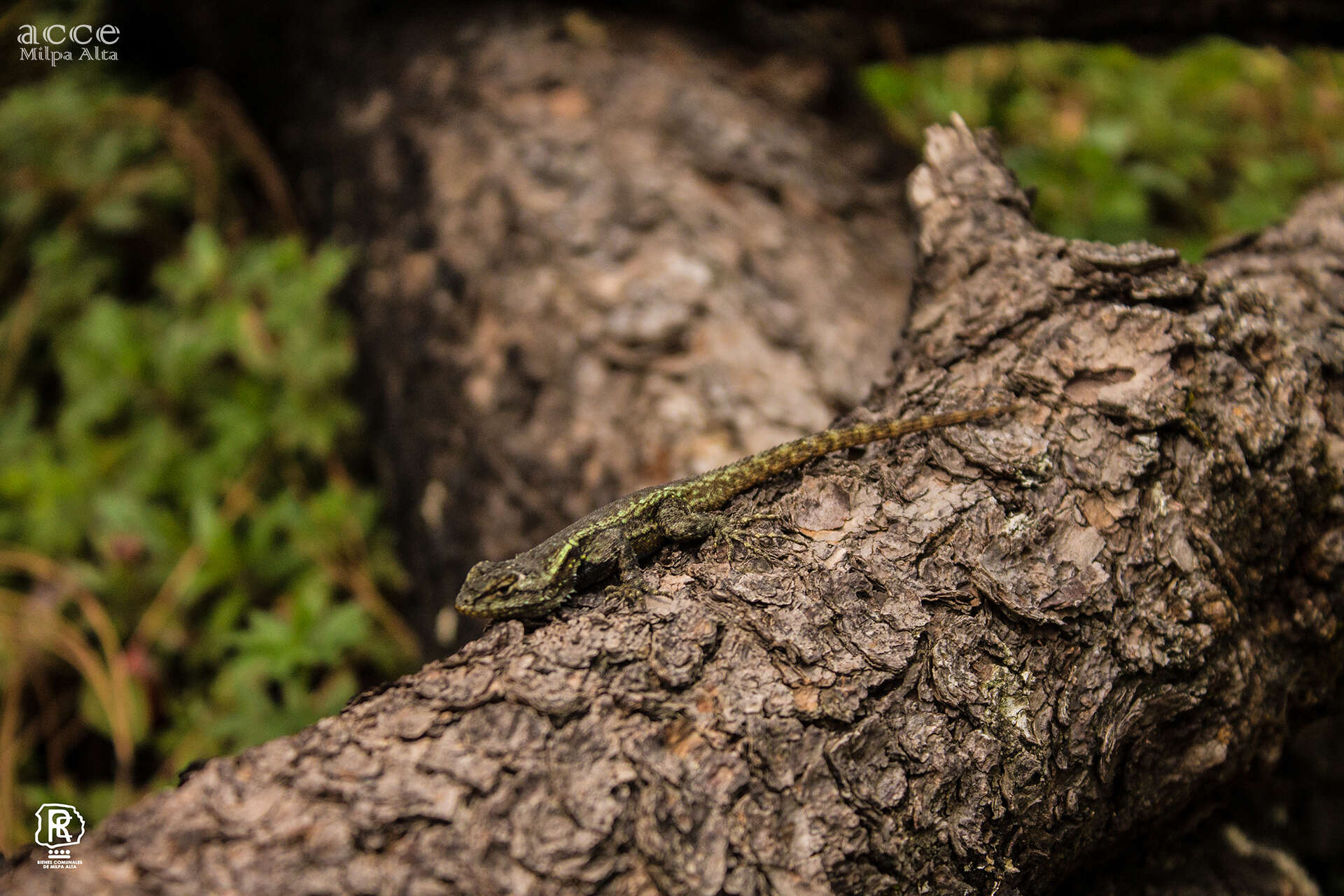 Image of Anahuacan Bunchgrass Lizard