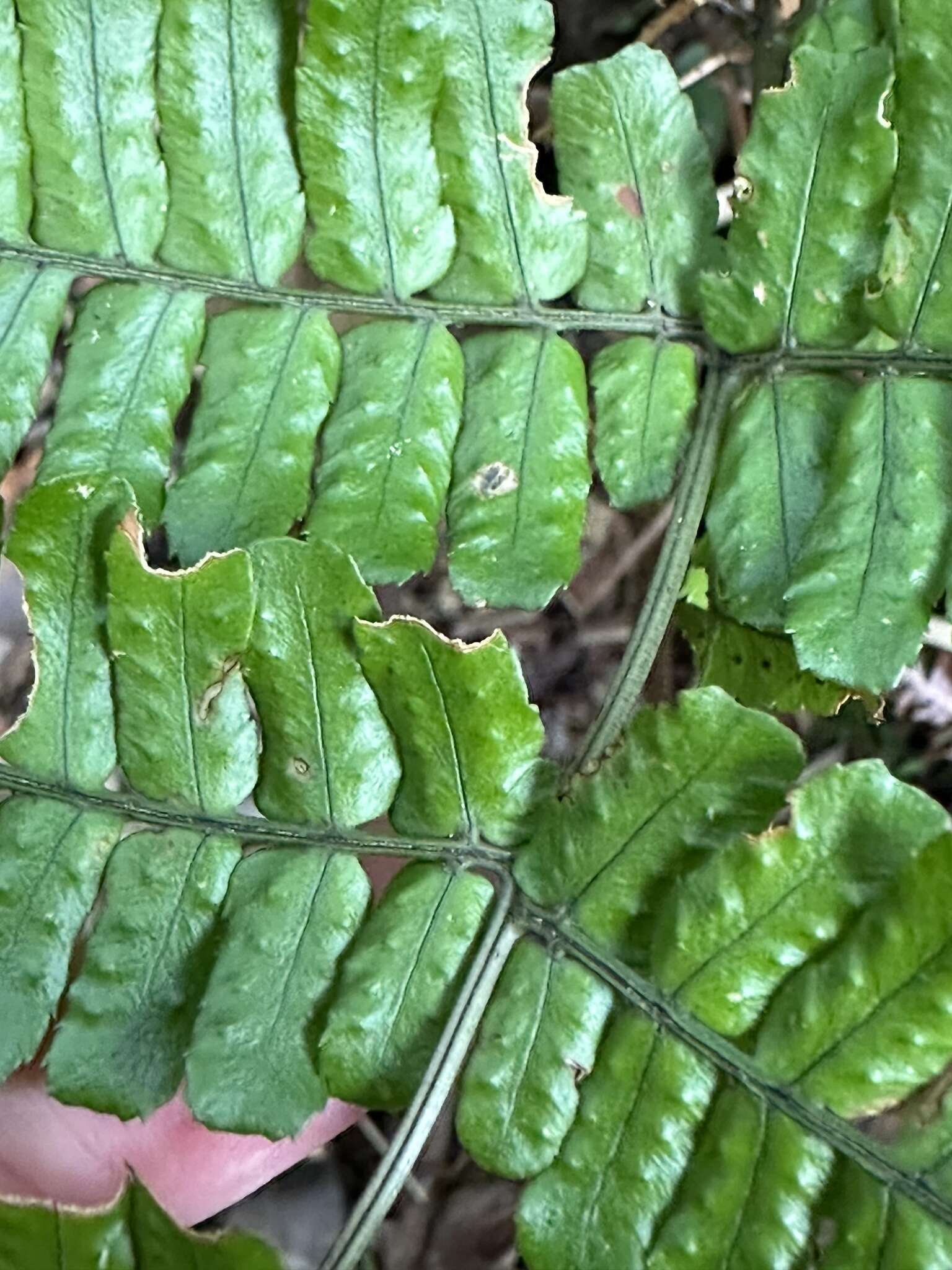 Plancia ëd Dryopteris tenuipes (Rosenst.) Seriz.