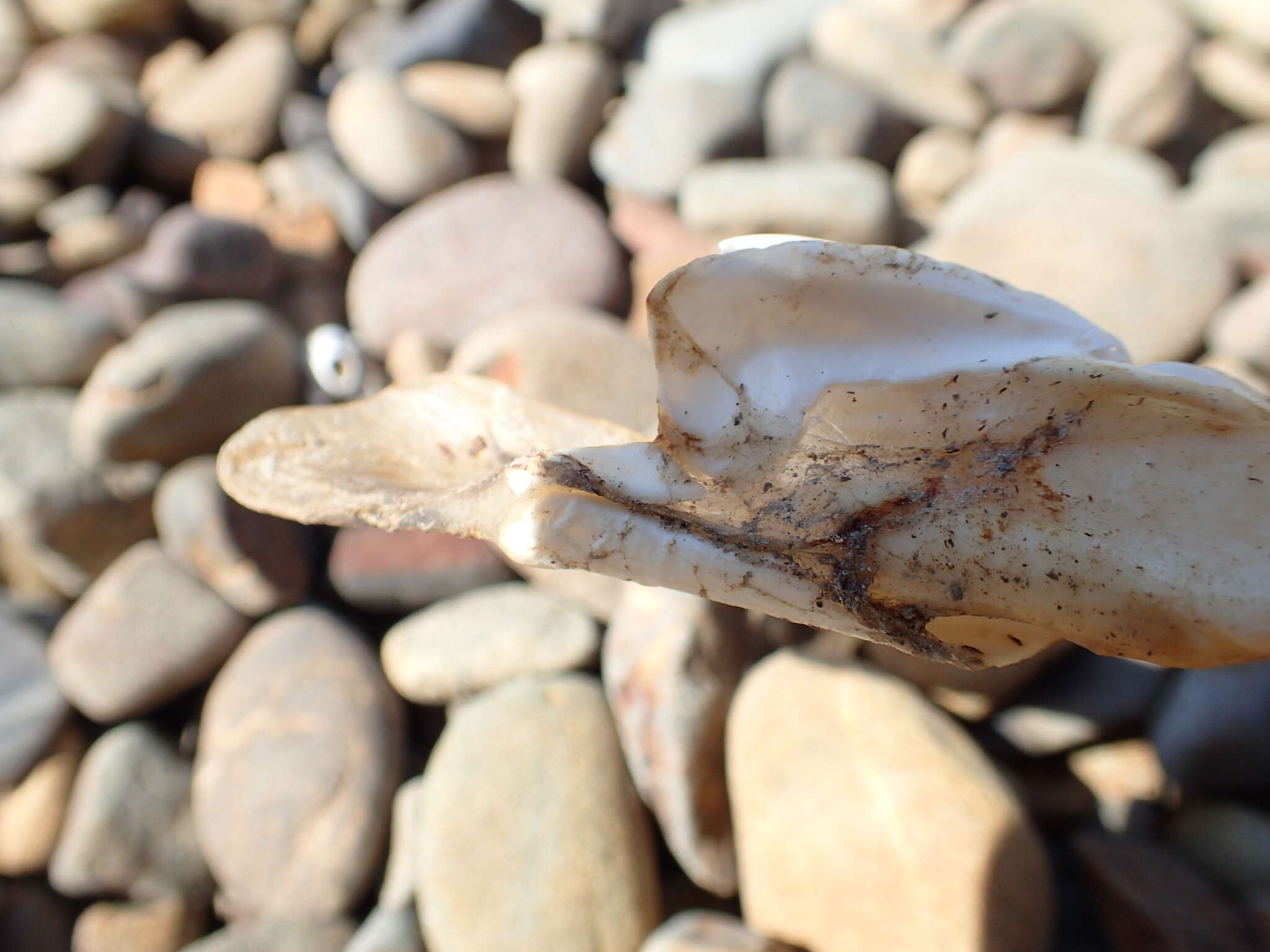 Image of New Zealand rough skate