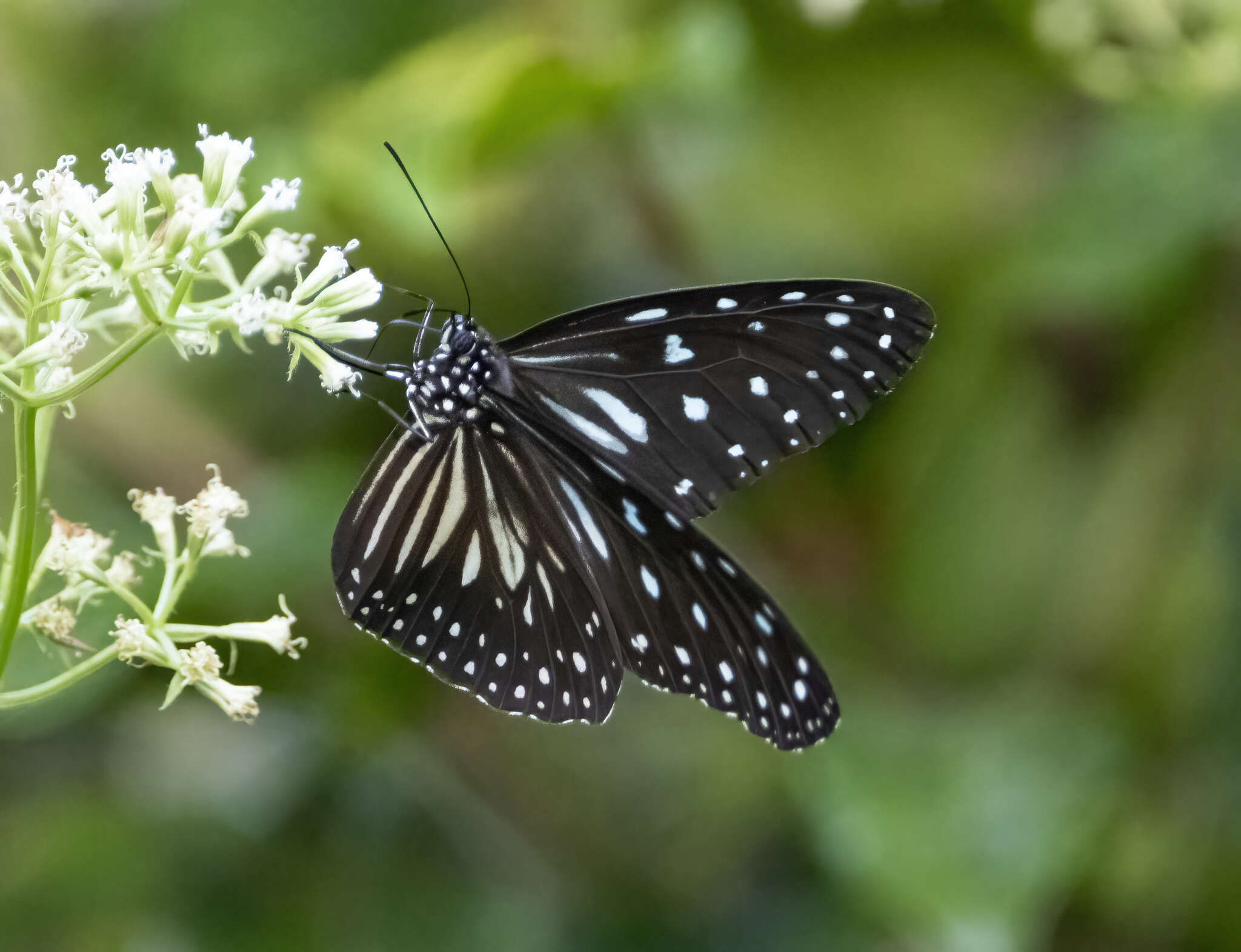 Image of Ideopsis juventa curtisi (Moore 1883)