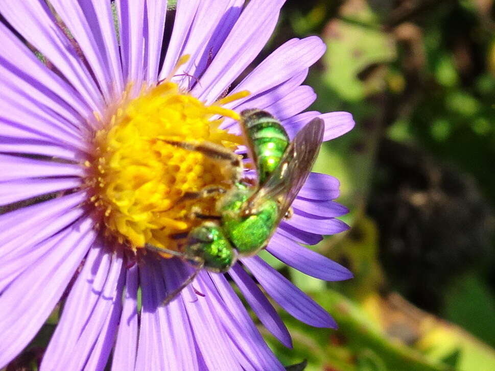 صورة Agapostemon sericeus (Förster 1771)