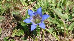 Image of crested gentian