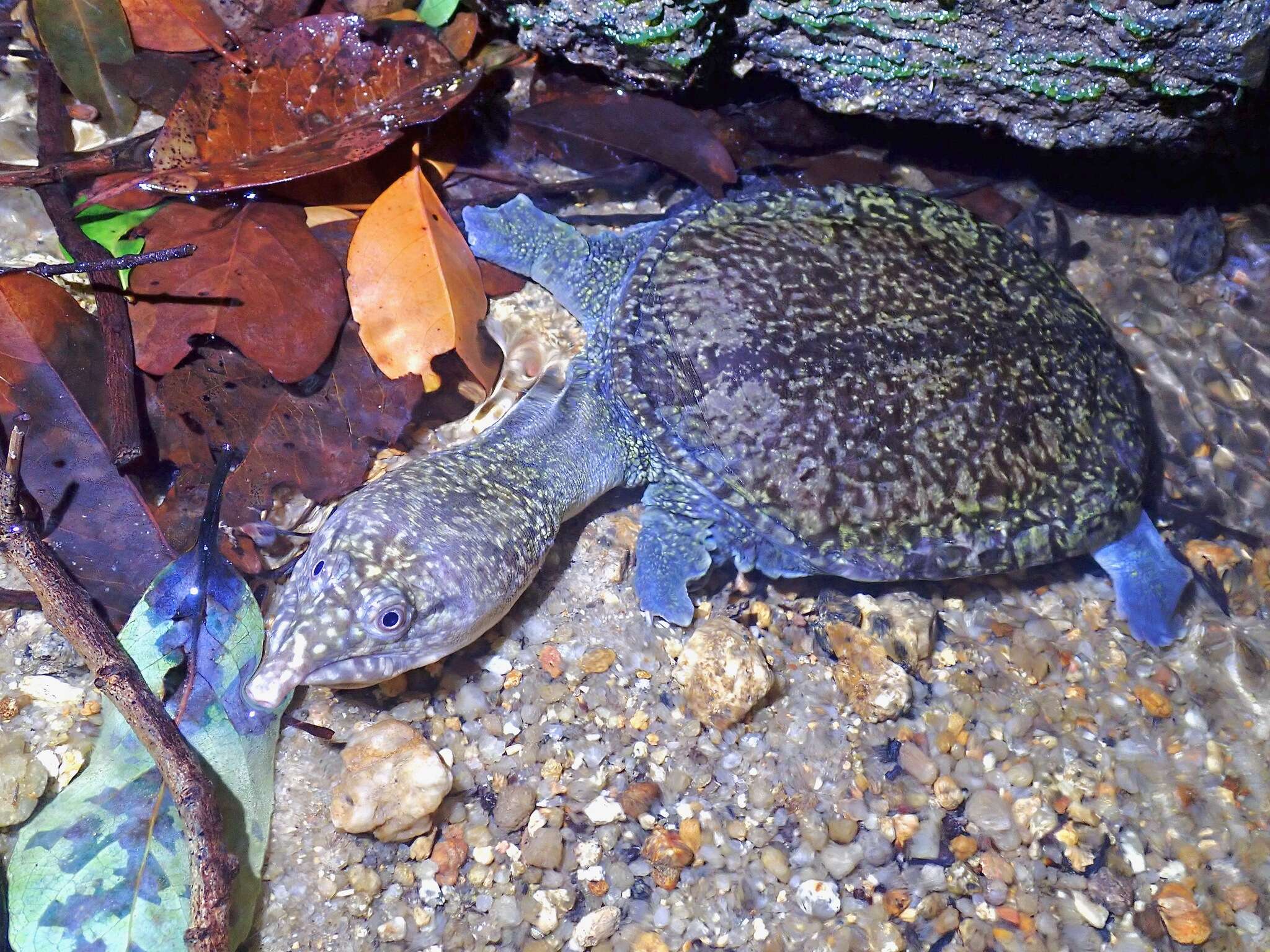 Image of Malayan Soft-shelled Turtle