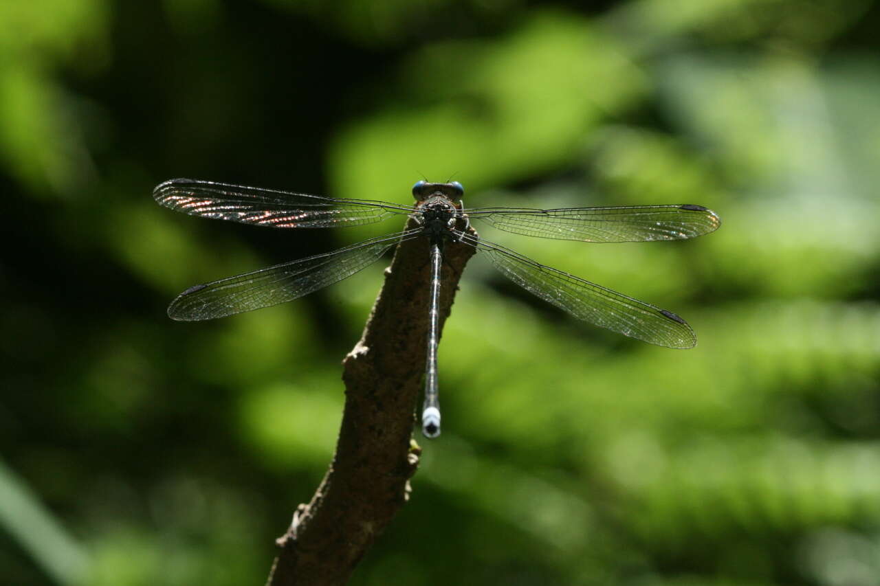 Image of Great Spreadwing