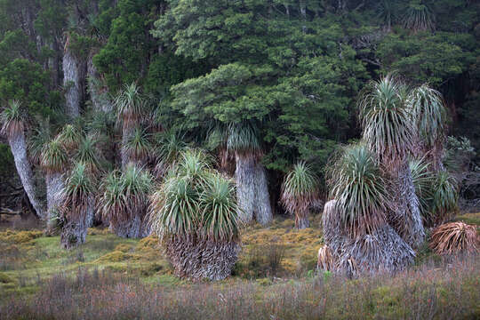 Image of Richea pandanifolia Hook. fil.