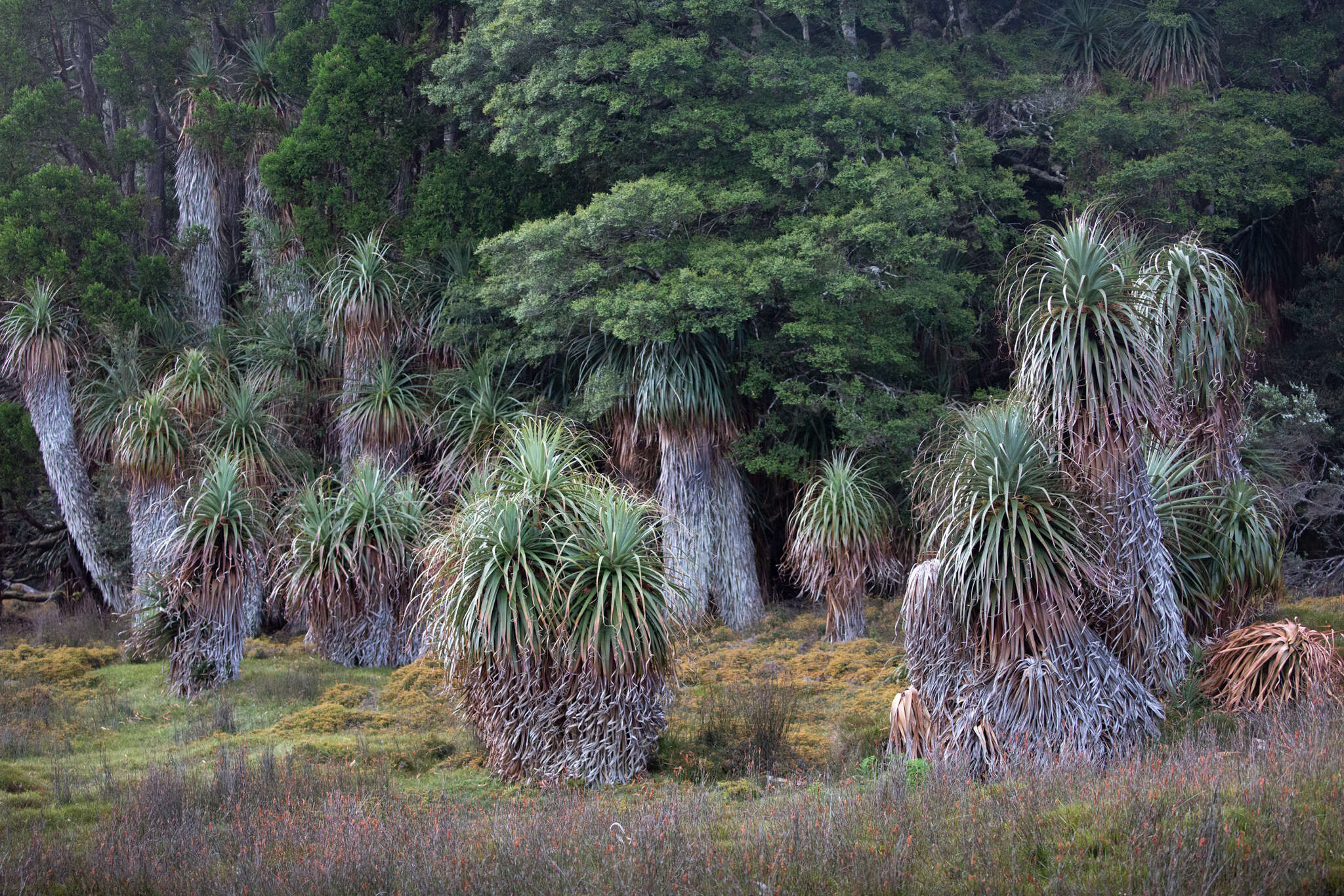 Sivun Richea pandanifolia Hook. fil. kuva