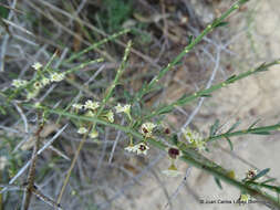 Adolphia infesta (Kunth) Meissn. resmi