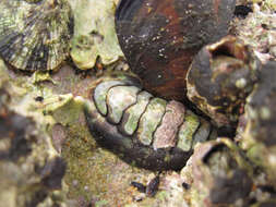 Image of black chiton