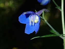 Plancia ëd Delphinium alabamicum R. Kral