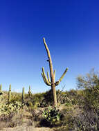 Image of saguaro