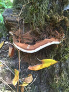 Image of Ganoderma brownii (Murrill) Gilb. 1962