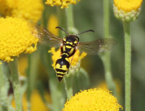 Plancia ëd Eumenes subpomiformis Blüthgen 1938