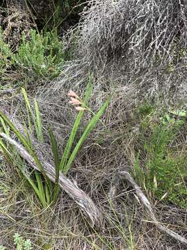 Gladiolus monticola Goldblatt & J. C. Manning resmi