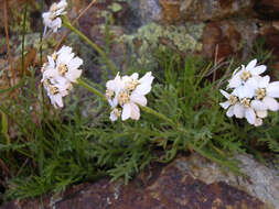 Achillea erba-rotta subsp. moschata (Wulfen) I. B. K. Richardson resmi