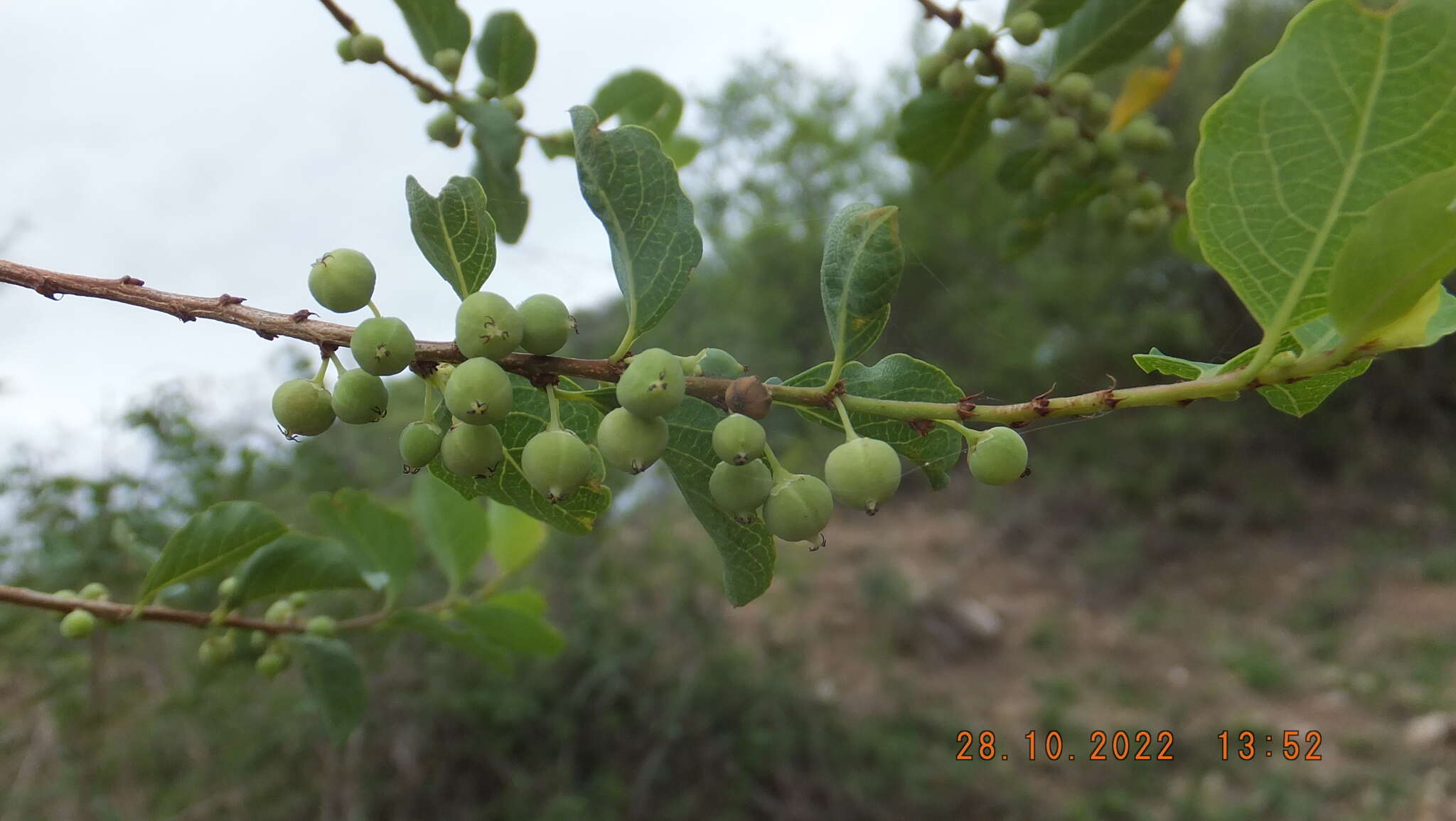 Imagem de Flueggea virosa subsp. virosa