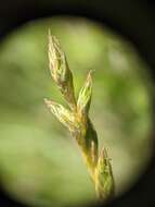 Image of whitescale sedge