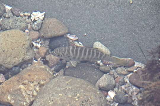 Image of Zebra perch