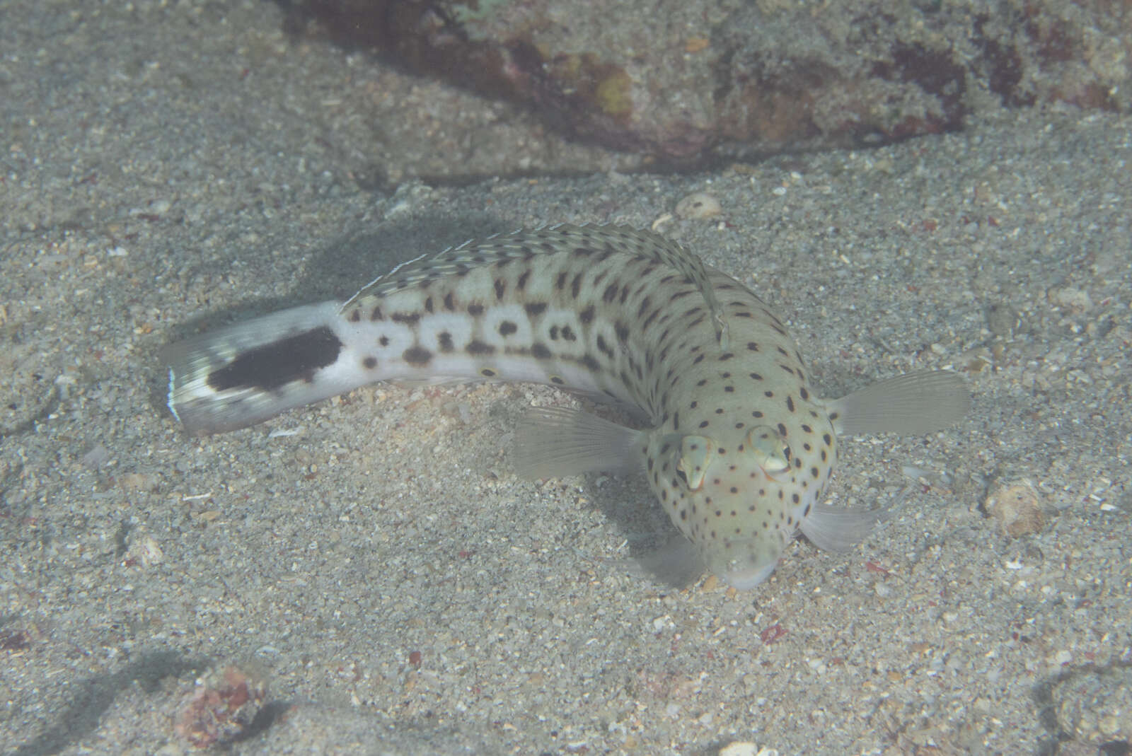 Image of Parapercis pacifica Imamura & Yoshino 2007