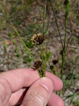 Image of Bunched Beak Sedge