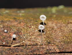 Image of Mycena piringa Grgur. 1997