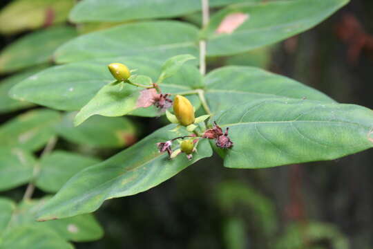 Image de Hypericum grandifolium Choisy