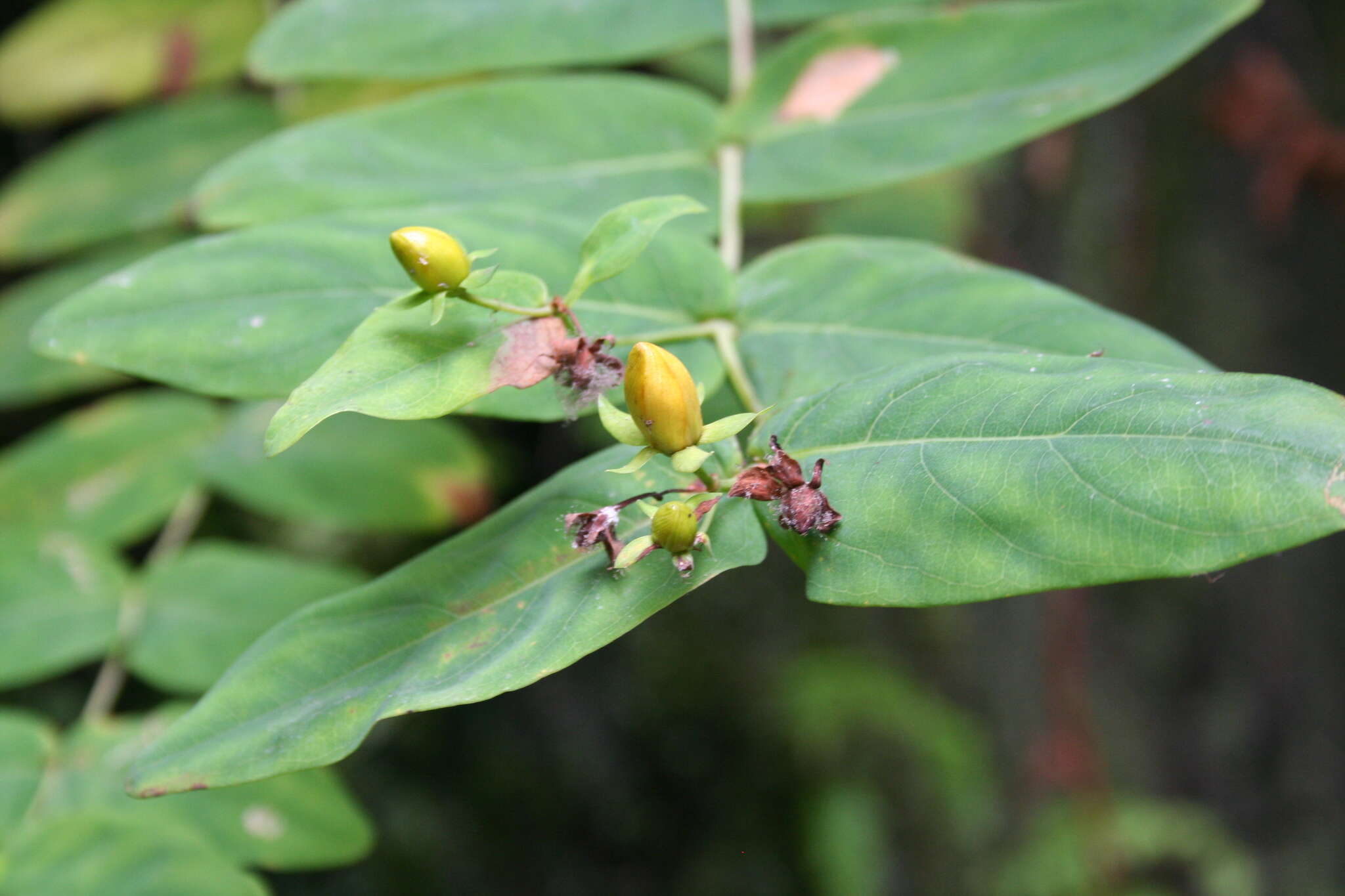 Image of Hypericum grandifolium Choisy