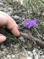 Image of Small waxlip orchid