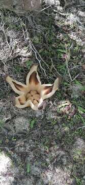 Image of Hydnora esculenta Jumelle & Perrier