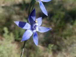 صورة Thelymitra graminea Lindl.